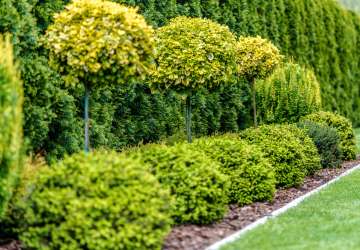 Plant Trees & shrubs